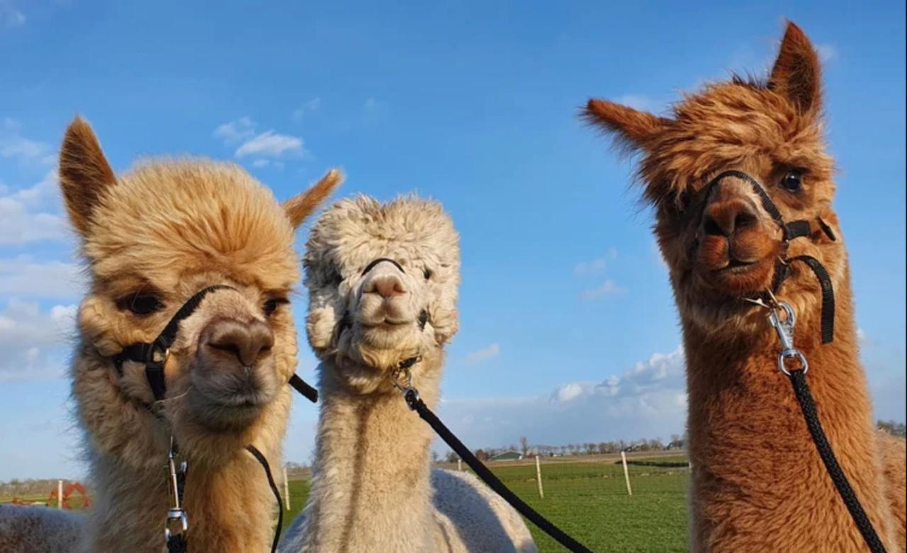Vakantieboerderij Huize Nuis Noordbeemster 外观 照片